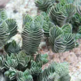 Crassula Buddhas Temple P10crabte - Garden Express Australia
