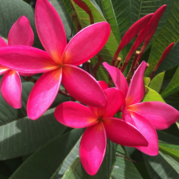 Frangipani Hot Pink Frangipani Hot Pink
