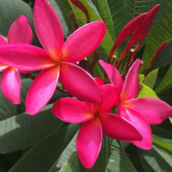 Frangipani Hot Pink Frangipani Hot Pink