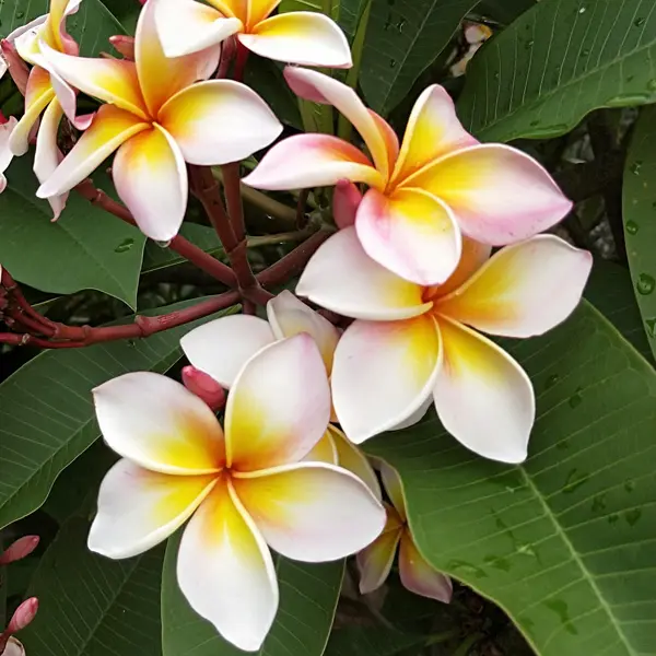 Frangipani Fruit Salad Dwarf 200mm Frangipani Fruit Salad Dwarf 200mm