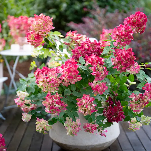 Hydrangea Duo Hydrangea Duo