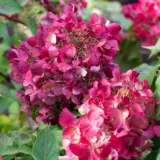 Hydrangea Diamond Rouge (Pbr) Hydrangea Diamond Rouge (Pbr)
