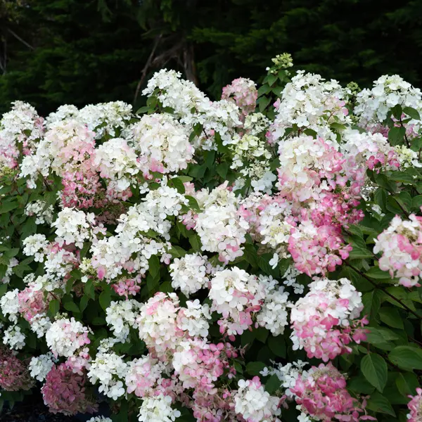 Hydrangea Diamond Rouge (Pbr) Hydrangea Diamond Rouge (Pbr)