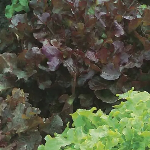 Seed – Lettuce Red And Green Salad Bowl Mixed Seed – Lettuce Red And Green Salad Bowl Mixed