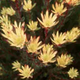 Leucadendron Baby Bouquet P10lcdbbo - Garden Express Australia