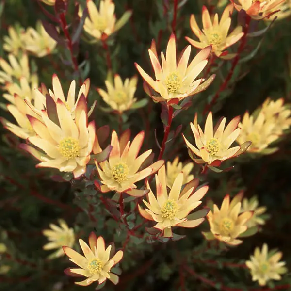 Leucadendron Baby Bouquet Leucadendron Baby Bouquet