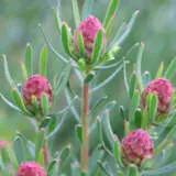 Leucadendron Strawberry Fair P10lcdsfa - Garden Express Australia