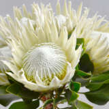 Protea King Duo Protea King Duo