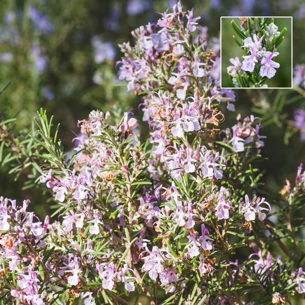 Rosemary Pink Rosemary Pink
