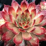 Sempervivum Butterscotch Baby Plasembba - Garden Express Australia