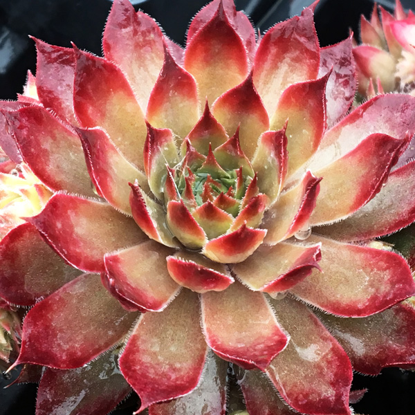 Sempervivum Butterscotch Baby Sempervivum Butterscotch Baby