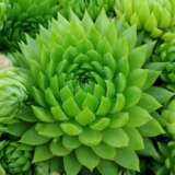 Sempervivum Key Lime Kiss Sempervivum Key Lime Kiss