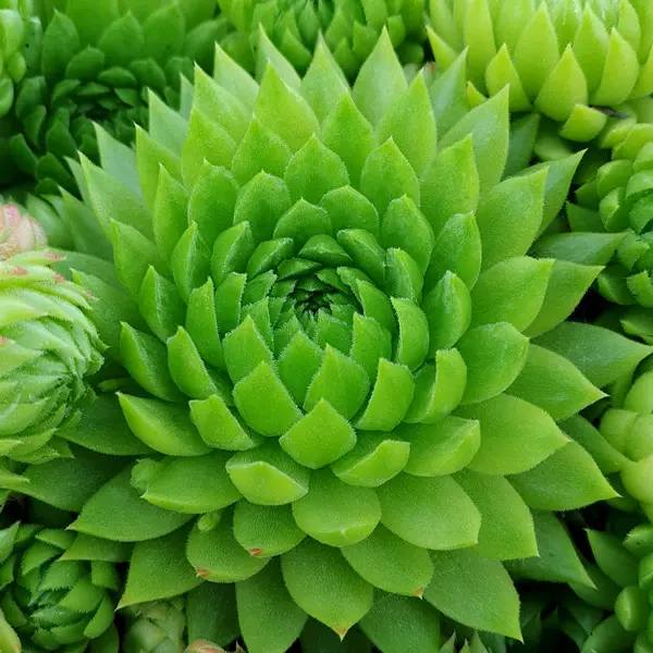 Sempervivum Key Lime Kiss Sempervivum Key Lime Kiss