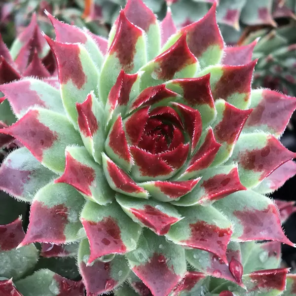 Sempervivum Mint Marvel Sempervivum Mint Marvel