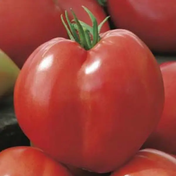 Seed – Tomato Oxheart Seed – Tomato Oxheart