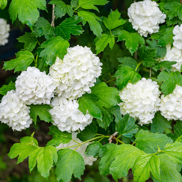 Viburnum Opulus Sterile Viburnum Opulus Sterile
