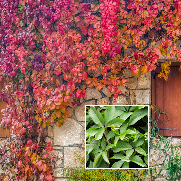 Virginia Creeper
