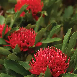 Telopea Shady Lady Red Telopea Shady Lady Red
