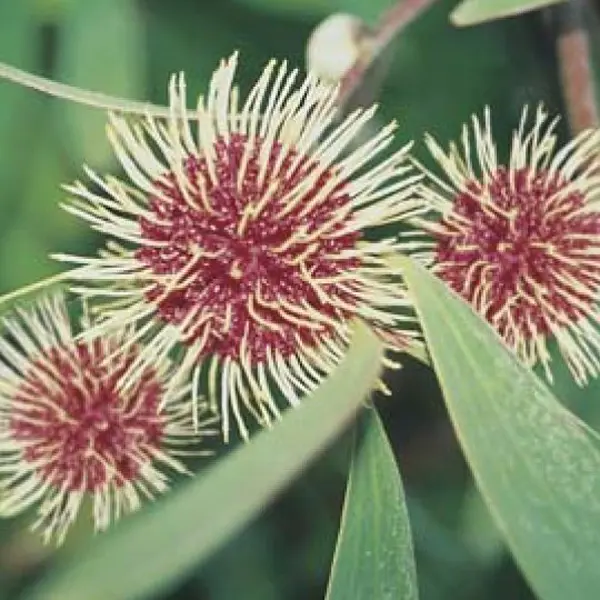 Wildflower Seed – Pincushion Hakea Wildflower Seed – Pincushion Hakea
