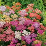 Achillea Summer Berries Colachsbe - Garden Express Australia