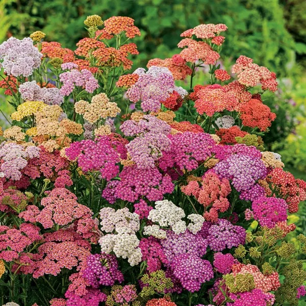 Achillea Summer Berries 68mm Achillea Summer Berries 68mm