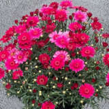Argyranthemum Aramis Velvet Red P68argavr - Garden Express Australia