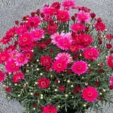 Argyranthemum Aramis Velvet Red P68argavr - Garden Express Australia