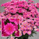 Argyranthemum Sassy Deep Rose P68argsdr - Garden Express Australia