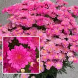 Argyranthemum Sassy Deep Rose P68argsdr - Garden Express Australia