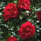 Camellia Beni-Arajishi Camellia Beni-Arajishi