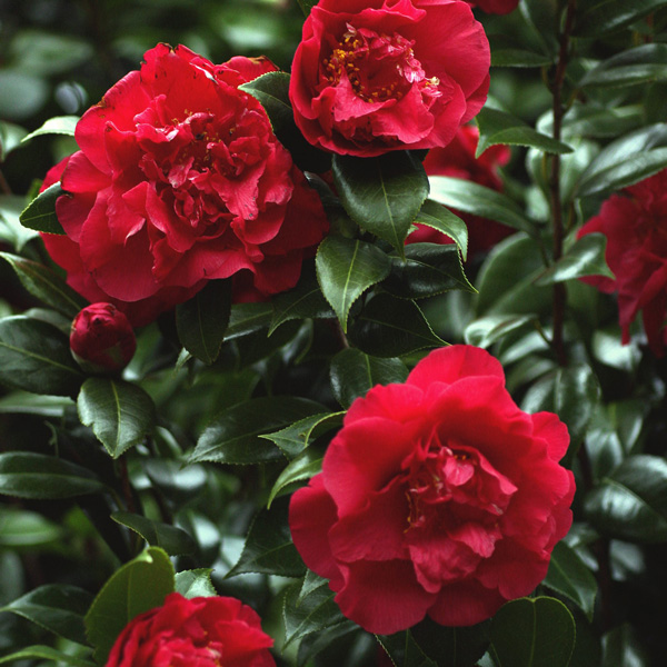 Camellia Beni-Arajishi Camellia Beni-Arajishi