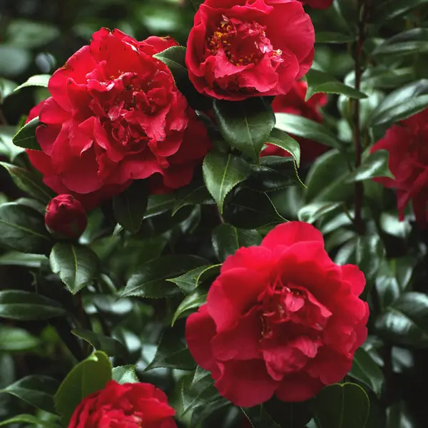 Camellia Beni-Arajishi Camellia Beni-Arajishi
