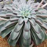 Echeveria Fantastic Fountain P10echffo - Garden Express Australia