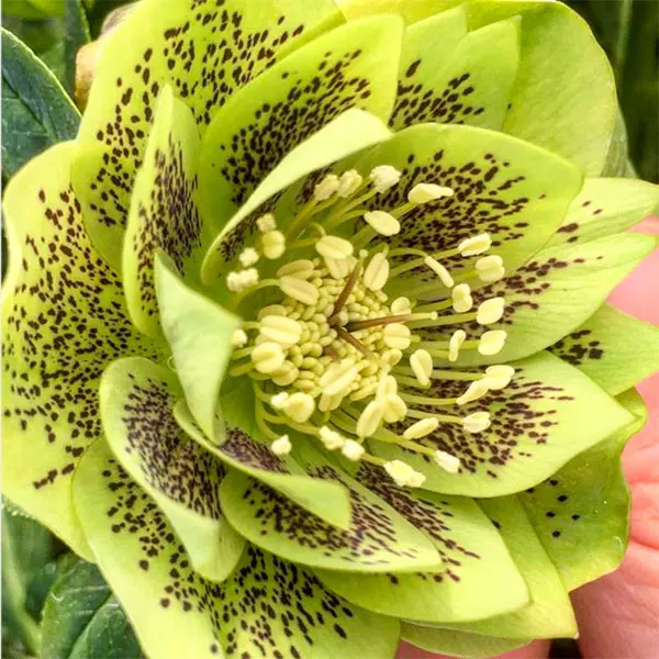 Hellebore Double Green Spotted Hellebore Double Green Spotted