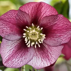 Hellebore Single Red Picotee Hellebore Single Red Picotee