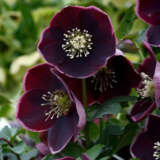 Hellebore Single Reverse Picotee Hellebore Single Reverse Picotee