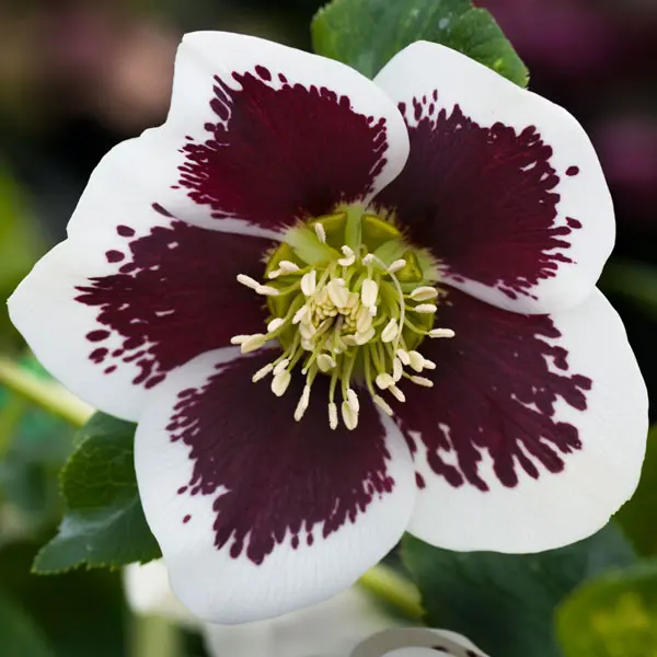Hellebore Single White Blotched Hellebore Single White Blotched