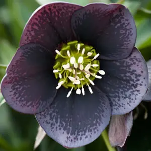 Hellebore Single Spotted Slate Hellebore Single Spotted Slate