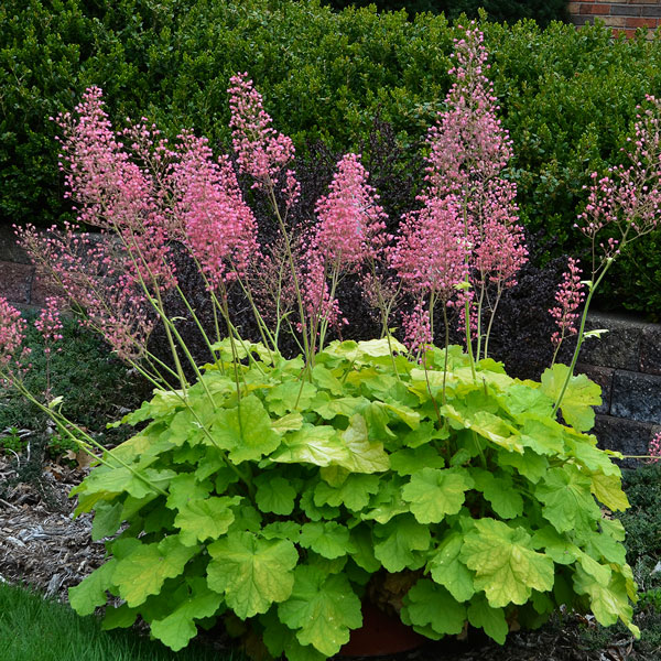 Heuchera Pretty Pistachio Heuchera Pretty Pistachio