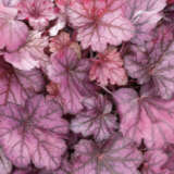 Heuchera Wild Rose P68heuwro - Garden Express Australia