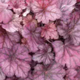 Heuchera Wild Rose P68heuwro - Garden Express Australia