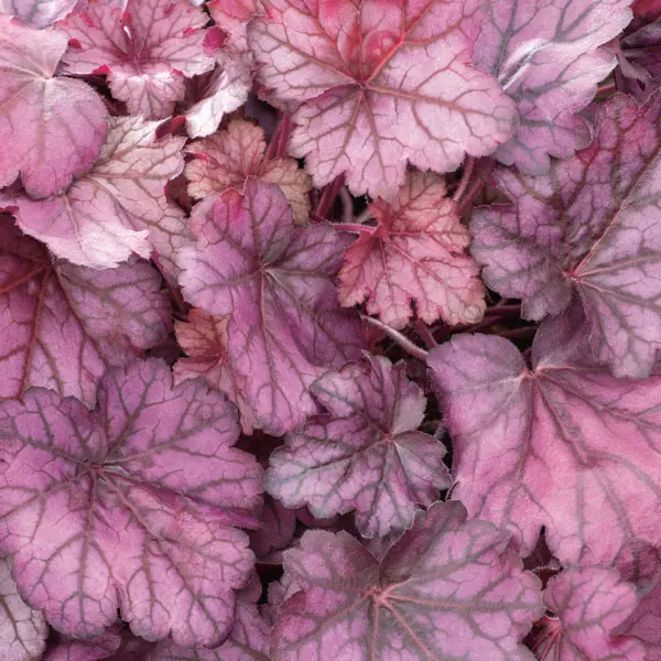 Heuchera Wild Rose Heuchera Wild Rose