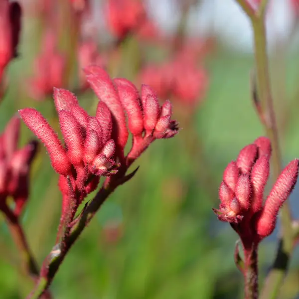 Kangaroo Paw Bush Princess (Pbr) Kangaroo Paw Bush Princess (Pbr)