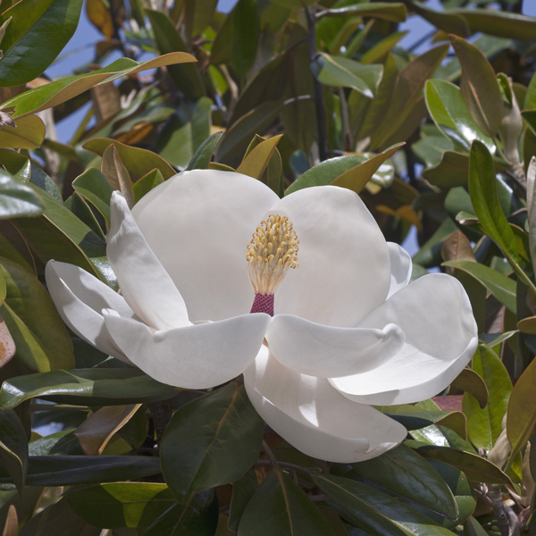 Magnolia Exmouth Magnolia Exmouth