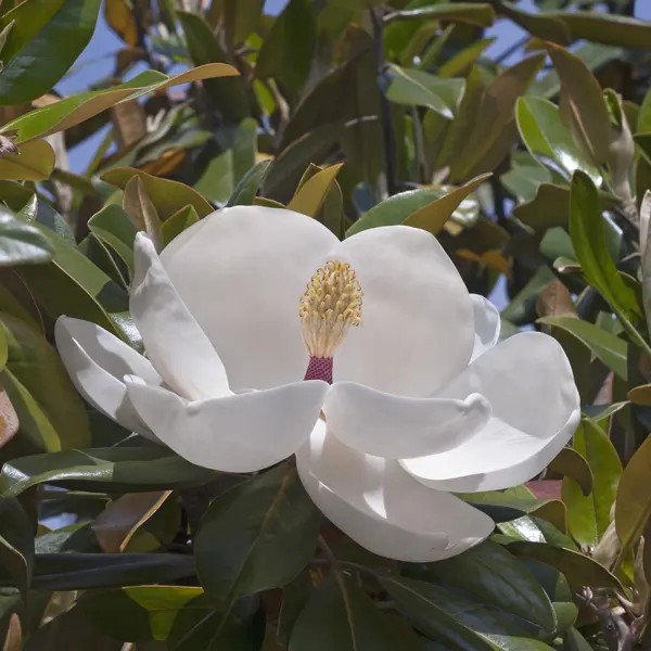 Magnolia Exmouth Magnolia Exmouth