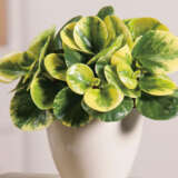 Peperomia Obtusifolia Variegata Peperomia Obtusifolia Variegata
