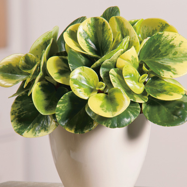 Peperomia Obtusifolia Variegata Peperomia Obtusifolia Variegata