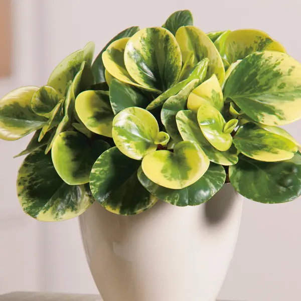 Peperomia Obtusifolia Variegata Peperomia Obtusifolia Variegata
