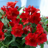 Princess Lily Kate P68plikat - Garden Express Australia