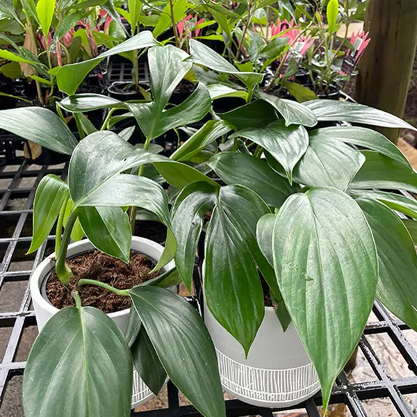 Epipremnum Dragon Tail